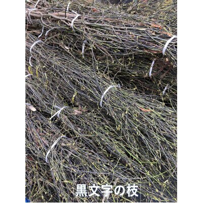 【数量限定】越後の黒文字エッセンシャルオイル 1.5ml