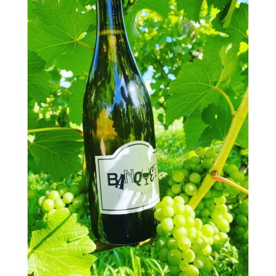 【数量限定】 菅井農園の白ワイン BANQUET 750ml×1本  [1081001]