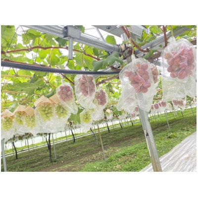 【先行予約】【8月下旬より順次発送】旬の種無し大粒ぶどう2房 約800gと白ワインBANQUET