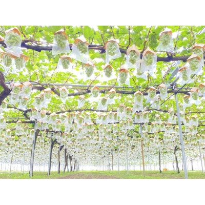 【先行予約】【8月下旬より順次発送】旬の種無し大粒ぶどう2房 約800gと白ワインBANQUET