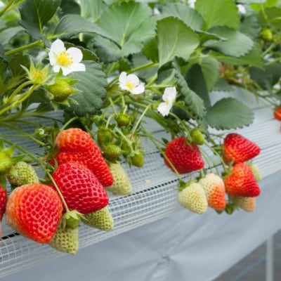 【数量限定】大粒いちご「越後姫」贈答用 12～15粒 約450g　新潟ブランド品　1081005