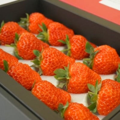 【数量限定】大粒いちご「越後姫」贈答用 12～15粒 約450g　新潟ブランド品　1081005