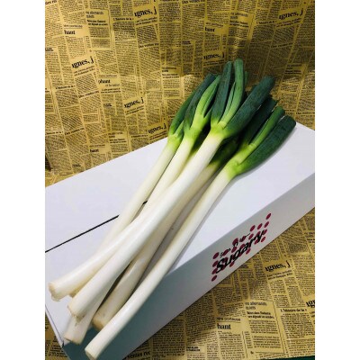 Sugary　長ねぎ　3kg×1箱