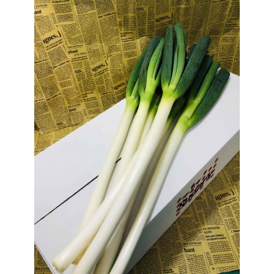 Sugary　長ねぎ　3kg×1箱