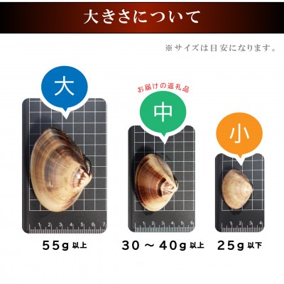 天然活はまぐり中玉1.5kg|千葉県九十九里産