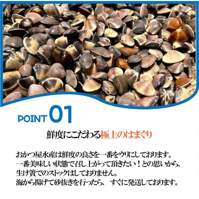 天然活はまぐり中玉1.5kg|千葉県九十九里産