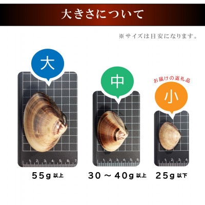 天然活はまぐり小玉【ぜんな】3kg|千葉県九十九里産