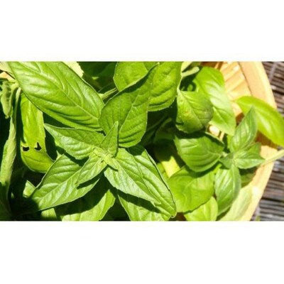 無添加バジルソース 3本 セット