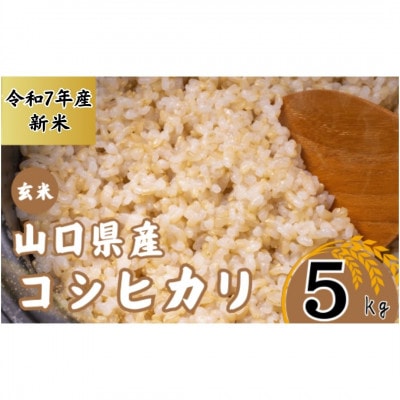 【先行予約/令和7年産新米】宇部市産 コシヒカリ[玄米] 5Kg