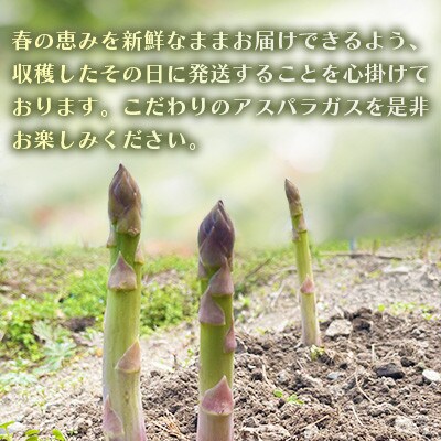 オーガニック パープル&グリーンアスパラガス ハーフセット 2L　500g