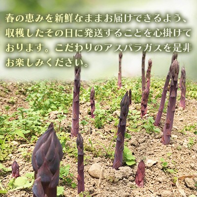 オーガニック パープルアスパラガス 2L 500g