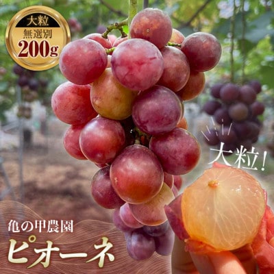 【有機農産物】ぶどうの粒ピオーネ 無選別 200g(宇部市)