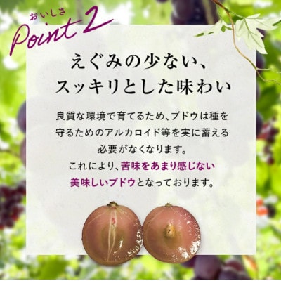 「冷凍ぶどう」200g×3パック(600g)(宇部市)