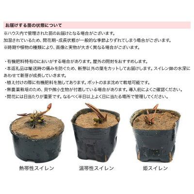 睡蓮 温帯性睡蓮 4色セット×各1株|09_chm-ad0101 | 群馬県邑楽町