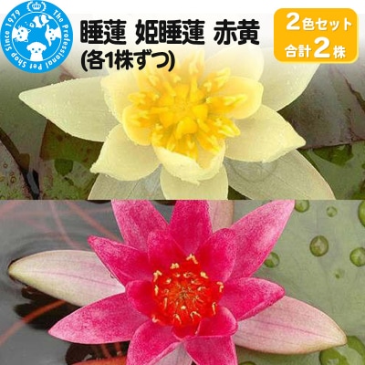 姫睡蓮2色セット 赤黄(各1株ずつ)|09_chm-al0101