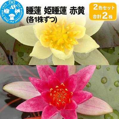 姫睡蓮2色セット 赤黄(各1株ずつ)|09_chm-al0101