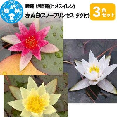姫睡蓮3色セット 赤黄白(スノープリンセス タグ付)(各1ポットずつ)|09_chm-am0101