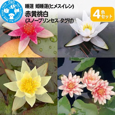姫睡蓮4色セット 赤黄桃白(スノープリンセス タグ付)(各1株ずつ)|09_chm-an0101