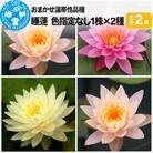 睡蓮 おまかせ温帯性品種睡蓮 色指定なし1株×2種(合計2株)|09_chm-aa0201