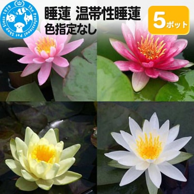 睡蓮 温帯性睡蓮 色指定なし×5ポット|09_chm-ac0501