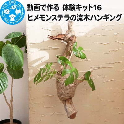 動画で作る 体験キット16 ヒメモンステラの流木ハンギング|09_chm-bb0101
