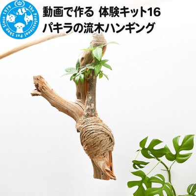 動画で作る 体験キット16 パキラの流木ハンギング|09_chm-bc0101