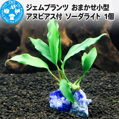 ジェムプランツ おまかせ小型アヌビアス付 ソーダライト 1個|09_chm-b40101