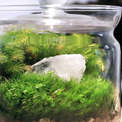 苔テラリウム 鉱石 クォーツ(水晶)ガラスポットS 説明書付