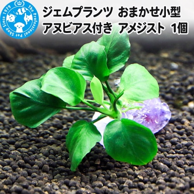 ジェムプランツ おまかせ小型アヌビアス付き アメジスト 1個|09_chm-ar0101