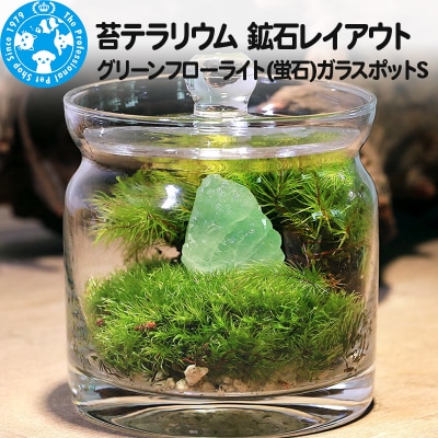 苔テラリウム 鉱石グリーンフローライト(蛍石)ガラスポットS|09_chm-bn0101