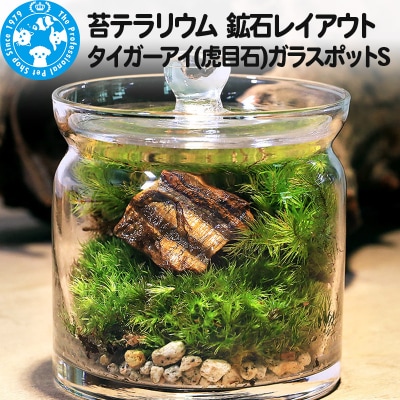 苔テラリウム 鉱石タイガーアイ(虎目石)ガラスポットS 説明書付|09_chm-br0101