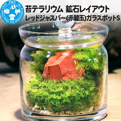 苔テラリウム 鉱石レッドジャスパー(赤碧玉)ガラスポットS 説明書付|09_chm-bs0101