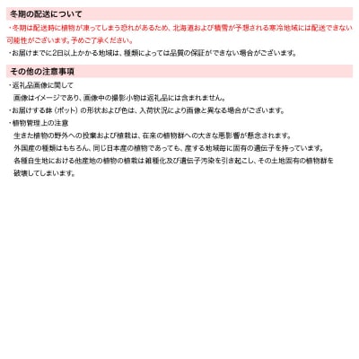 苔テラリウム 鉱石レッドジャスパー(赤碧玉)ガラスポットS 説明書付|09_chm-bs0101