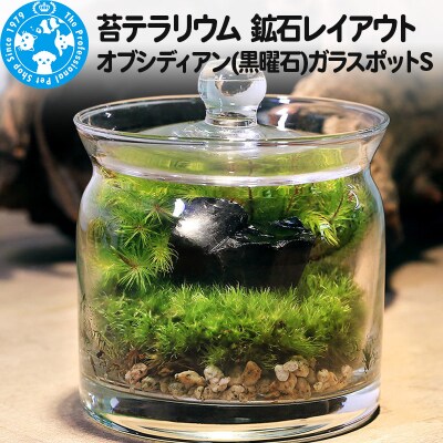 苔テラリウム 鉱石 オブシディアン(黒曜石)ガラスポットS 説明書付|09_chm-bt0101