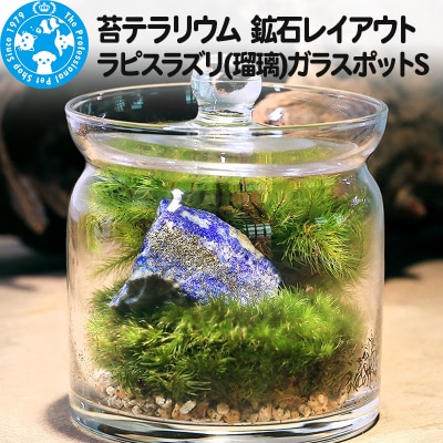 苔テラリウム 鉱石ラピスラズリ(瑠璃)ガラスポットS 説明書付|09_chm-bq0101