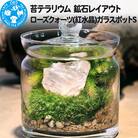 苔テラリウム 鉱石 ローズクォーツ(紅水晶)ガラスポットS 説明書付|09_chm-bp0101