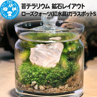 苔テラリウム 鉱石 ローズクォーツ(紅水晶)ガラスポットS 説明書付 