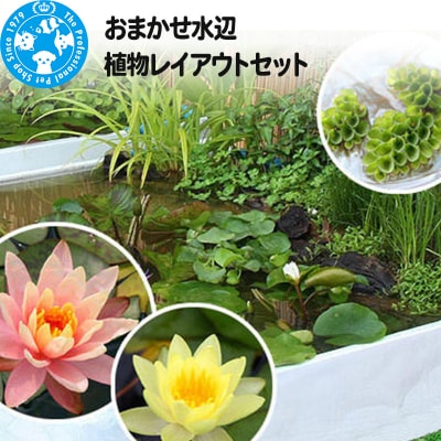 おまかせ水辺植物レイアウトセット|09_chm-990101