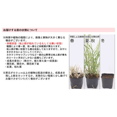 水辺植物 おまかせ後景草×5ポットセット|09_chm-a00501