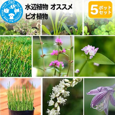 水辺植物 オススメ ビオ植物×5ポット|09_chm-a20501