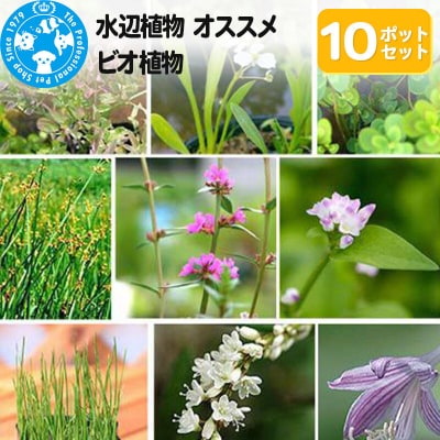 水辺植物 オススメ ビオ植物×10ポット|09_chm-a21001