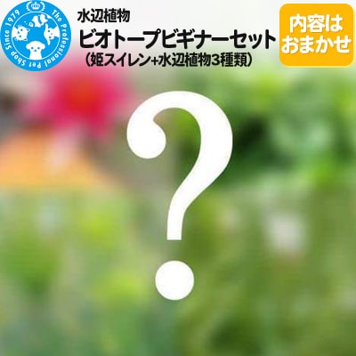 水辺植物 ビオトープビギナーセット(姫スイレン+水辺植物3種類)|09_chm-a70101