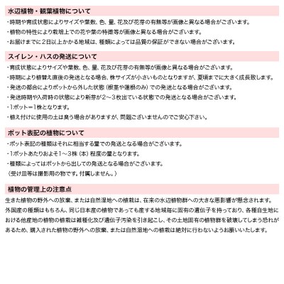 水辺植物 ビオトープビギナーセット(姫スイレン+水辺植物3種類)|09_chm-a70101