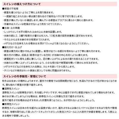 水辺植物 ビオトープビギナーセット(姫スイレン+水辺植物3種類)|09_chm-a70101