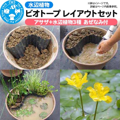 水辺植物 ビオトープレイアウトセット(アサザ+水辺植物3種 あぜなみ付)|09_chm-a80101