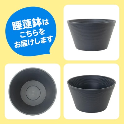 水辺植物 ビオトープレイアウトセット(アサザ+水辺植物3種 あぜなみ付)|09_chm-a80101