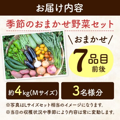自然栽培 春夏 季節のお任せ野菜セット Mサイズ|09_tyf-010101