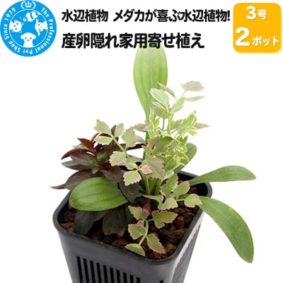 水辺植物 メダカが喜ぶ水辺植物!産卵隠れ家用寄せ植え 3号( 2ポット|09_chm-a40201