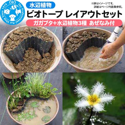 水辺植物 ビオトープレイアウトセット|09_chm-a90101