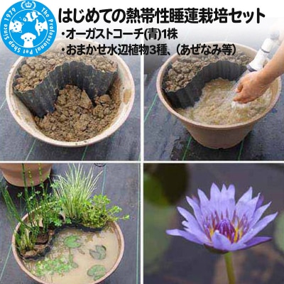 睡蓮栽培セット(オーガストコーチ(青)1株、水辺植物3種、あぜなみ等)|09_chm-af0101